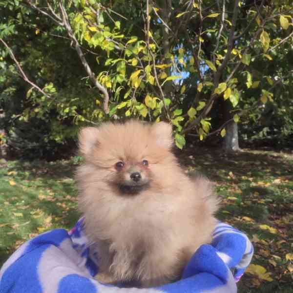 Maly špic nemecky - foto 2