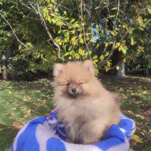 Maly špic nemecky - foto 8