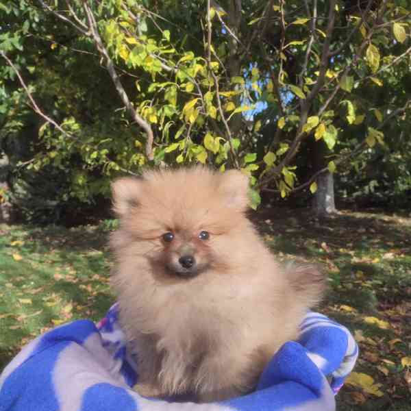 Maly špic nemecky - foto 3