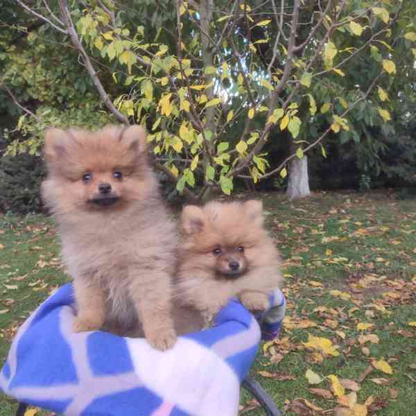 Maly špic nemecky - foto 10