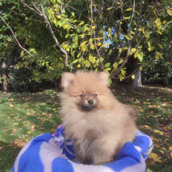 Maly špic nemecky - foto 7