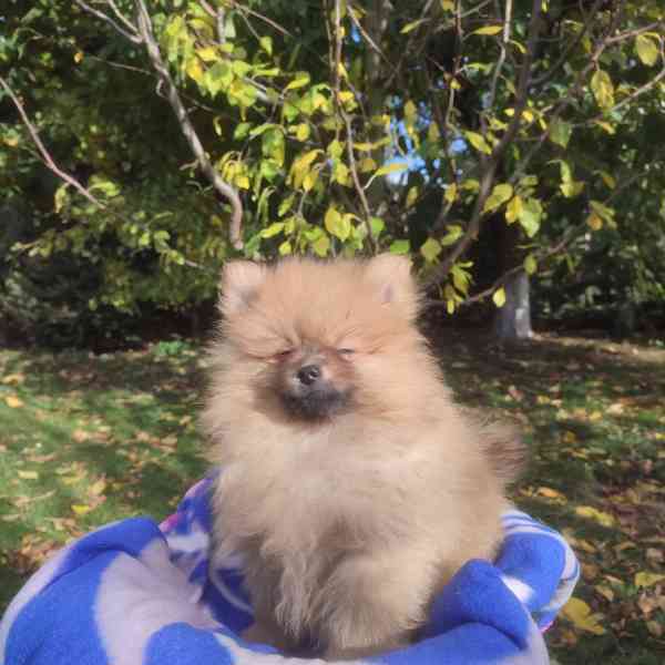 Maly špic nemecky - foto 6