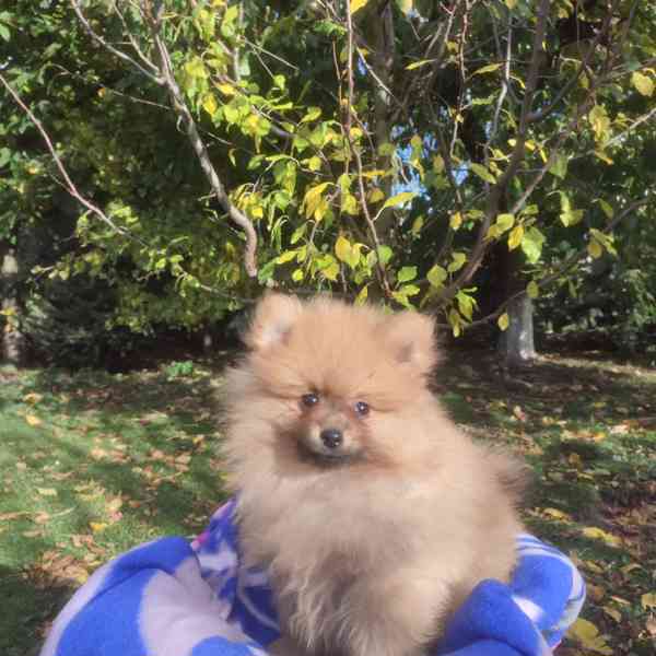 Maly špic nemecky - foto 4