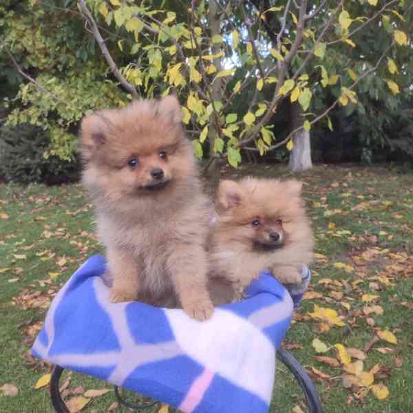 Maly špic nemecky - foto 12