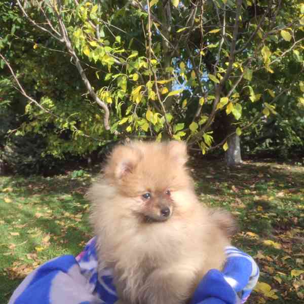 Maly špic nemecky - foto 5