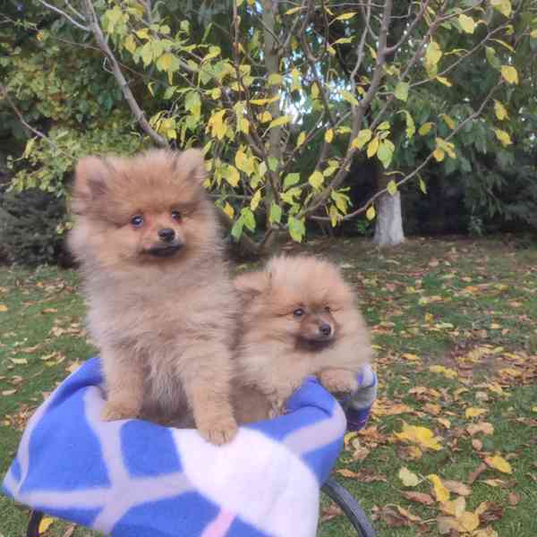 Maly špic nemecky - foto 11