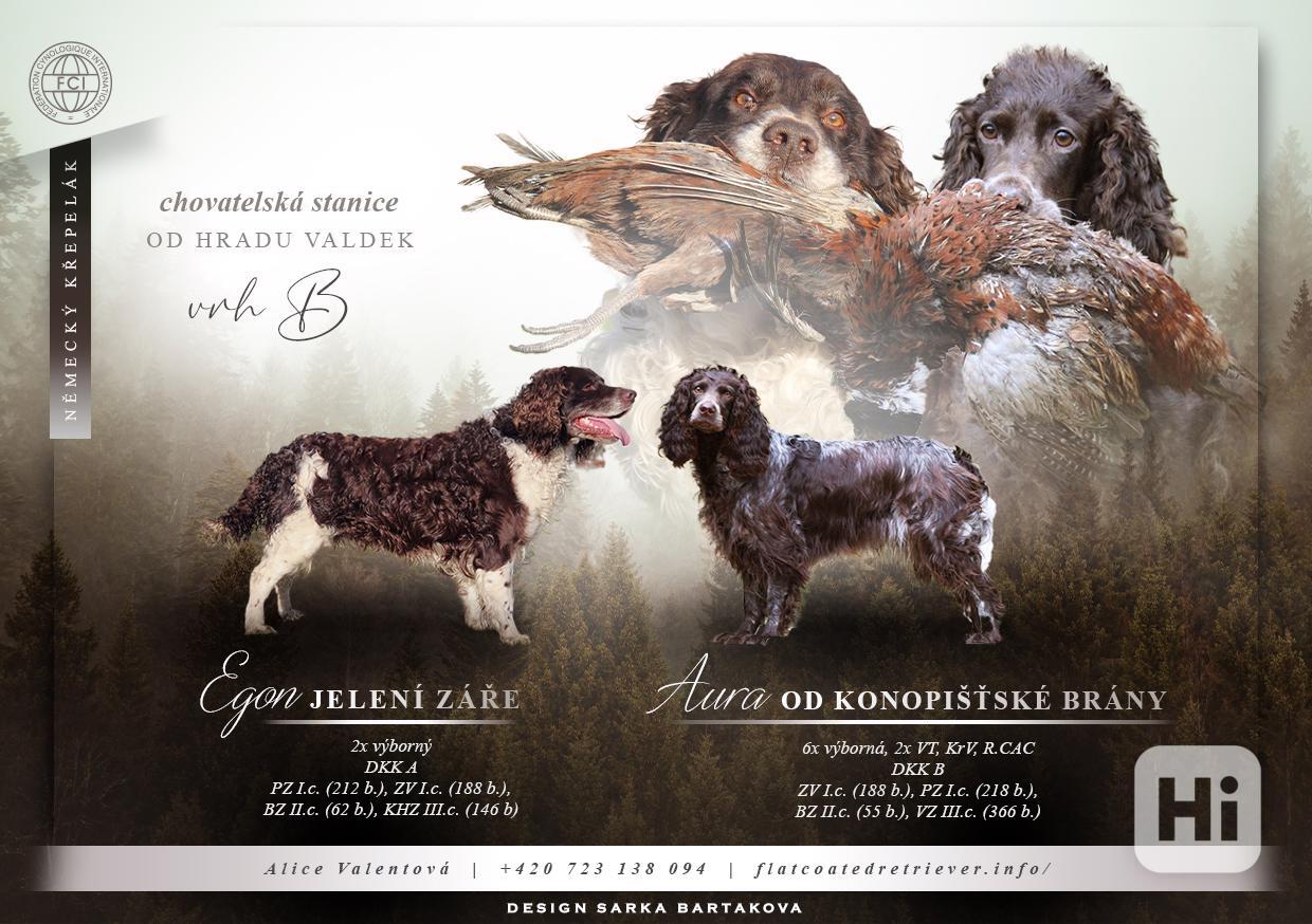 Německý křepelák  - foto 1