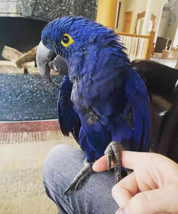 Arové hyacintové k adopci - foto 1