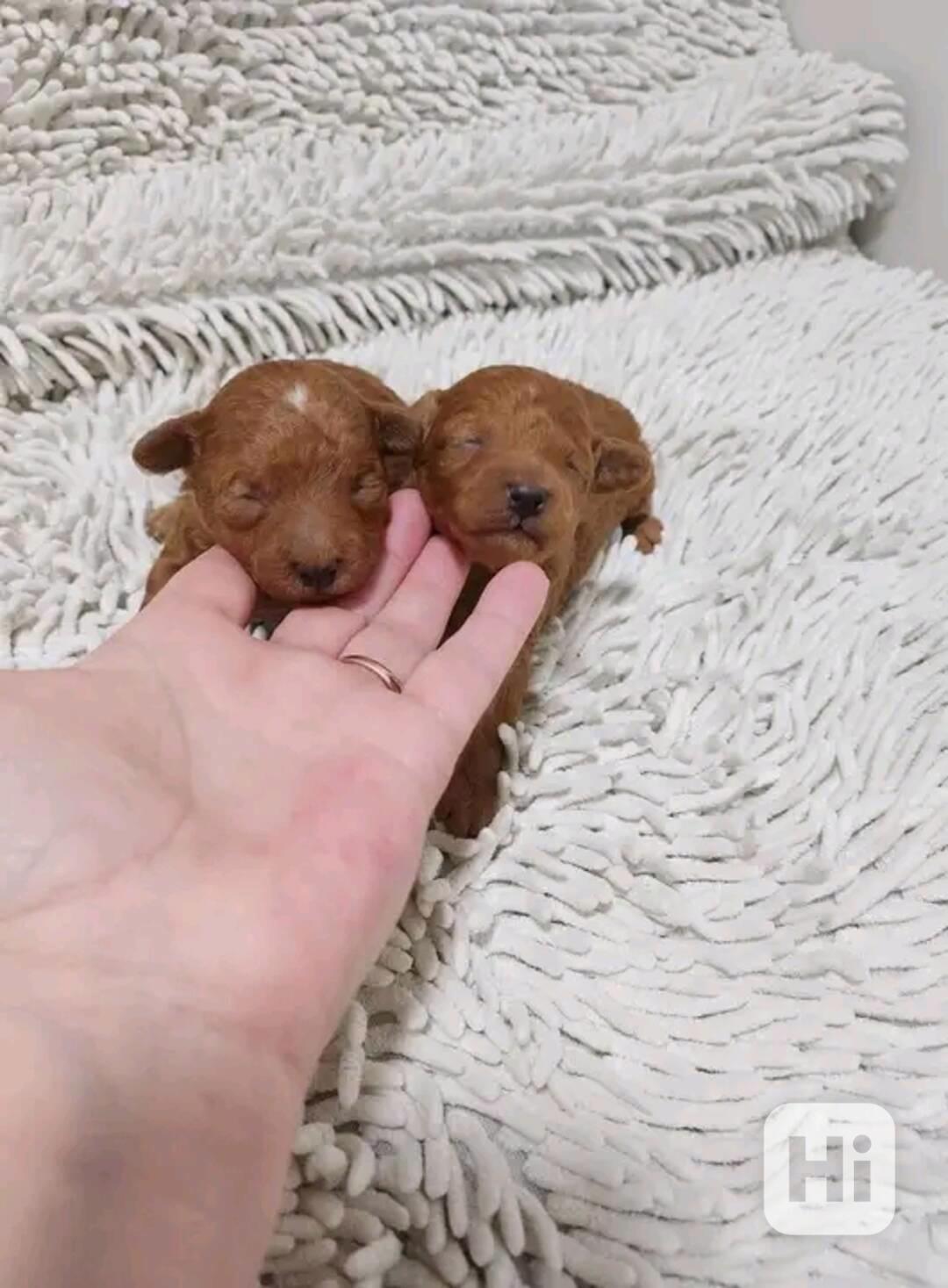 Miniaturní pudl. - foto 1