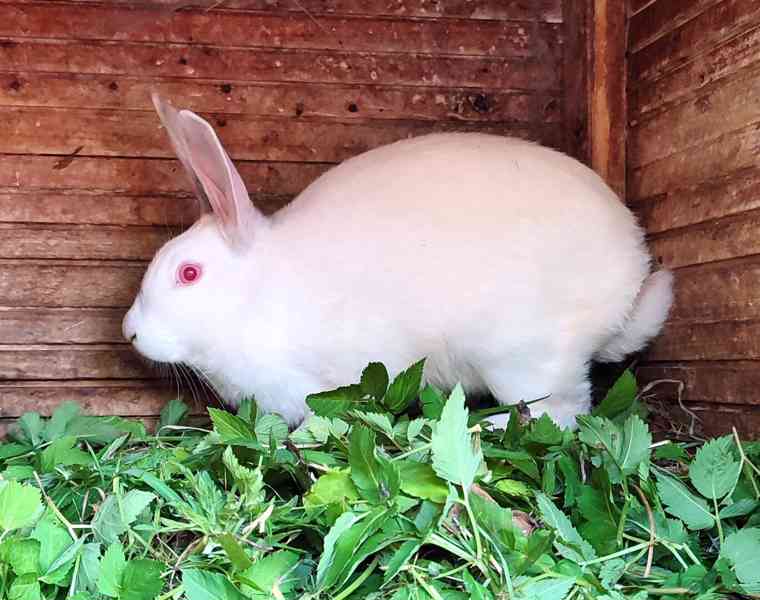 Králík domácí - SAMIČKA - foto 3