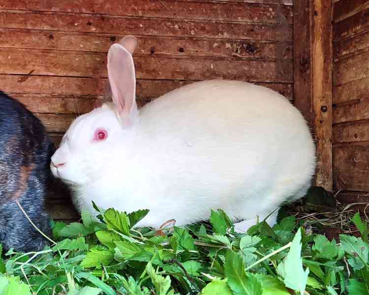 Králík domácí - SAMIČKA - foto 2