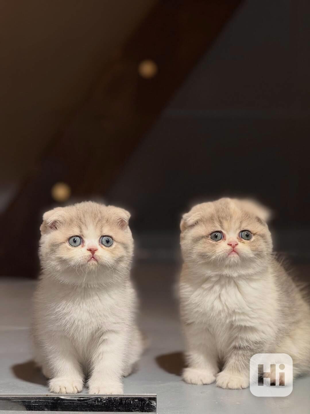 Wunderschönes Scottish-Fold-Kätzchen zu verkaufen - foto 1