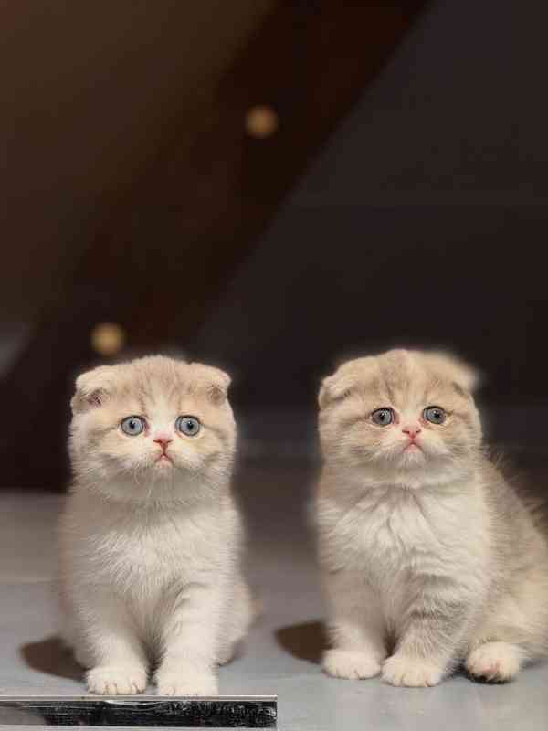 Wunderschönes Scottish-Fold-Kätzchen zu verkaufen - foto 1