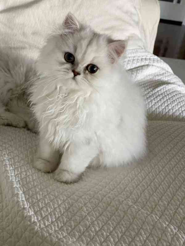  Zdarma perská koťátka k adopci   - foto 2