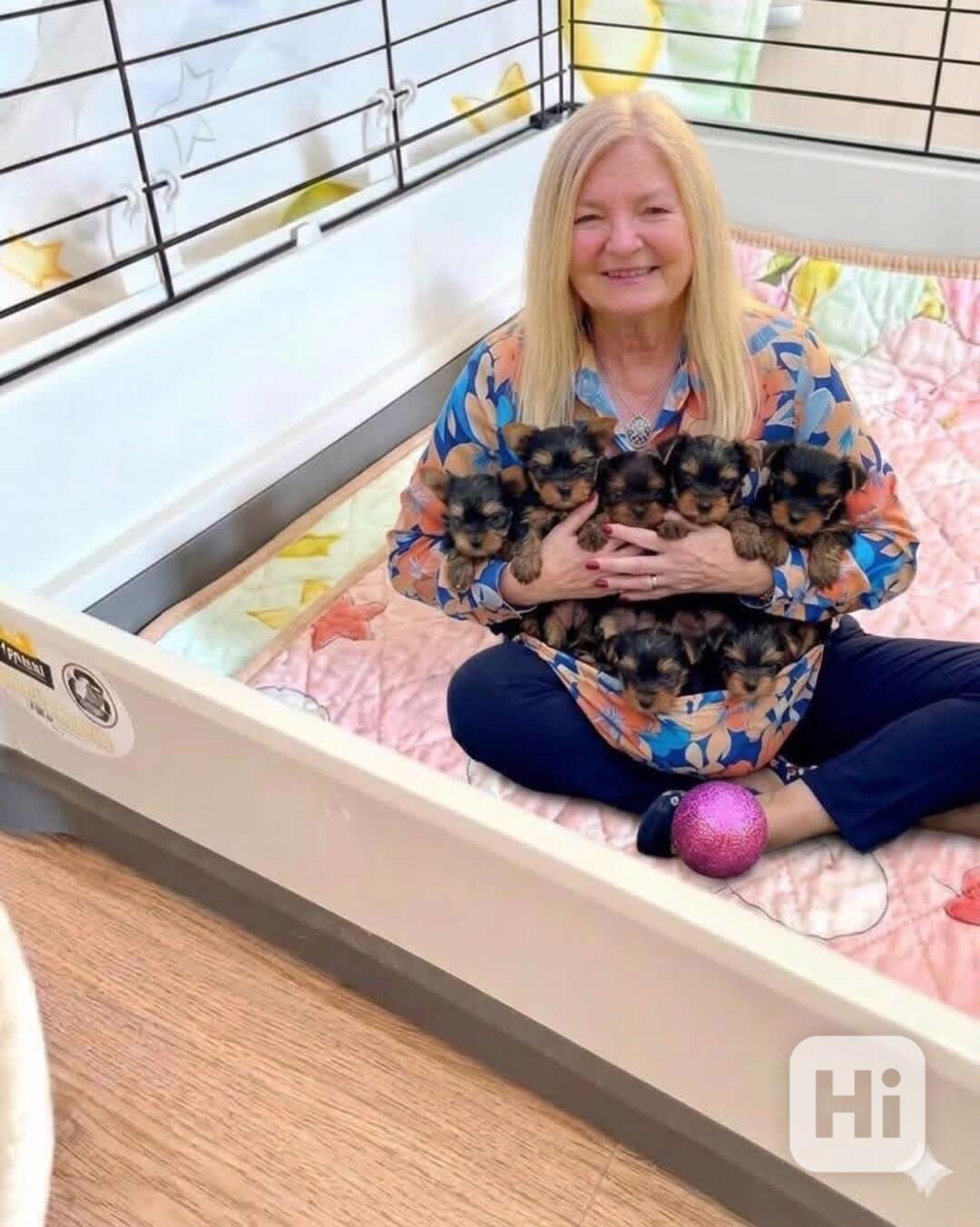 Štěňata Yorkshire Pp - foto 1