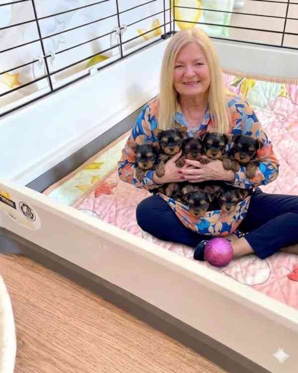 Štěňata Yorkshire Pp - foto 1