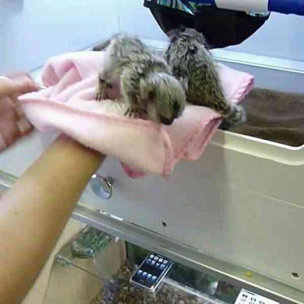 Mláďata kosmanů k dispozici - foto 1