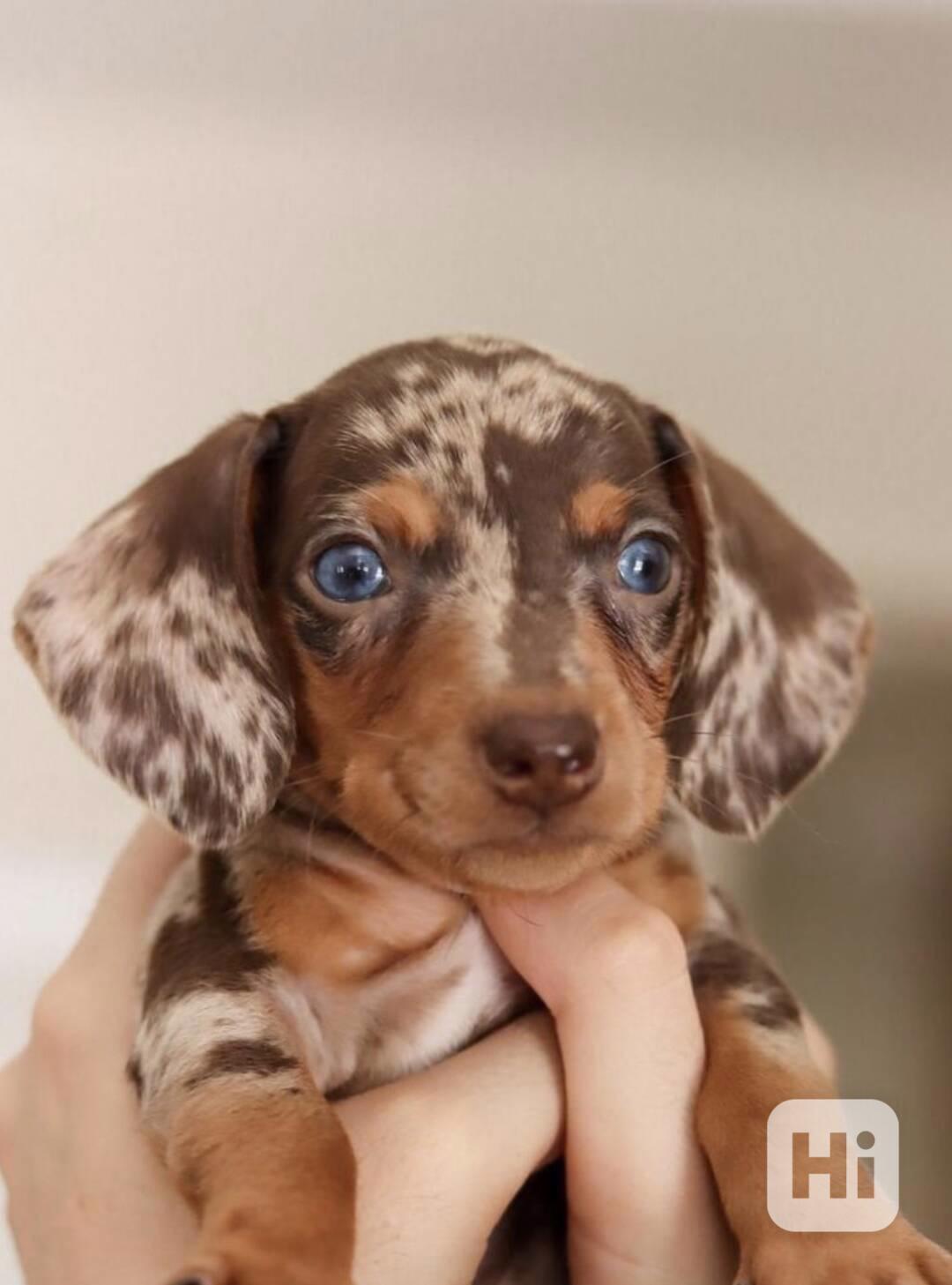 Jezevčík trpasličí hladkosrstý merle - foto 1