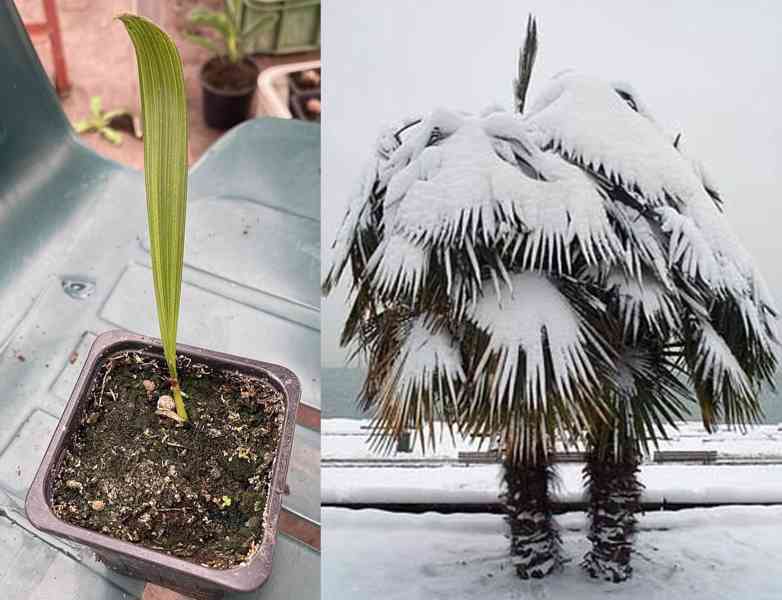 10 ks sazenice palma Trachycarpus fortuneei 1 - 2 listy