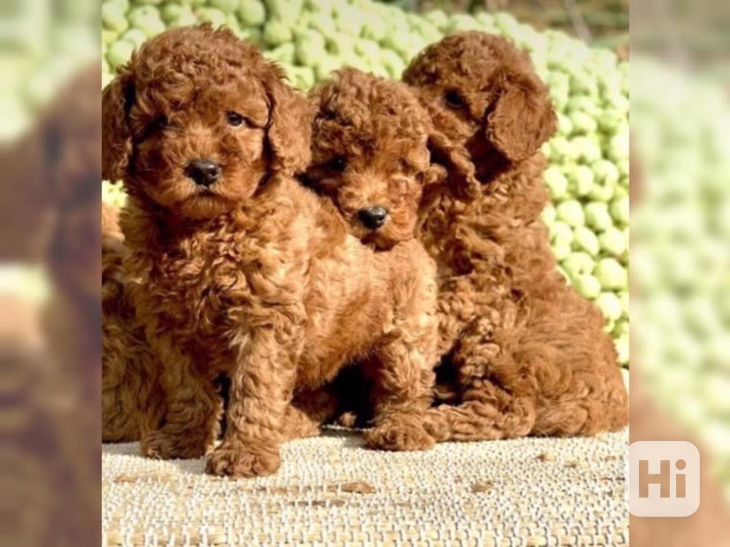 Krásná štěňata pudla na prodej - foto 1