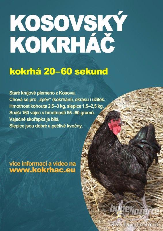 Násadová vejce kosovských kokrháčů - foto 2