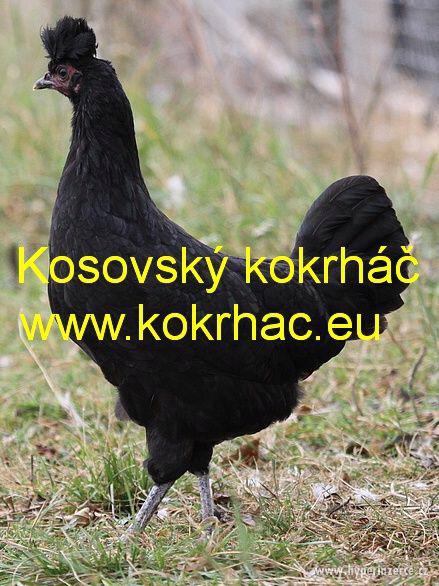 Násadová vejce kosovských kokrháčů - foto 3