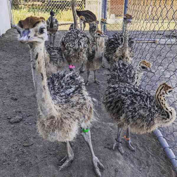 🚚 Pštrosí mláďata