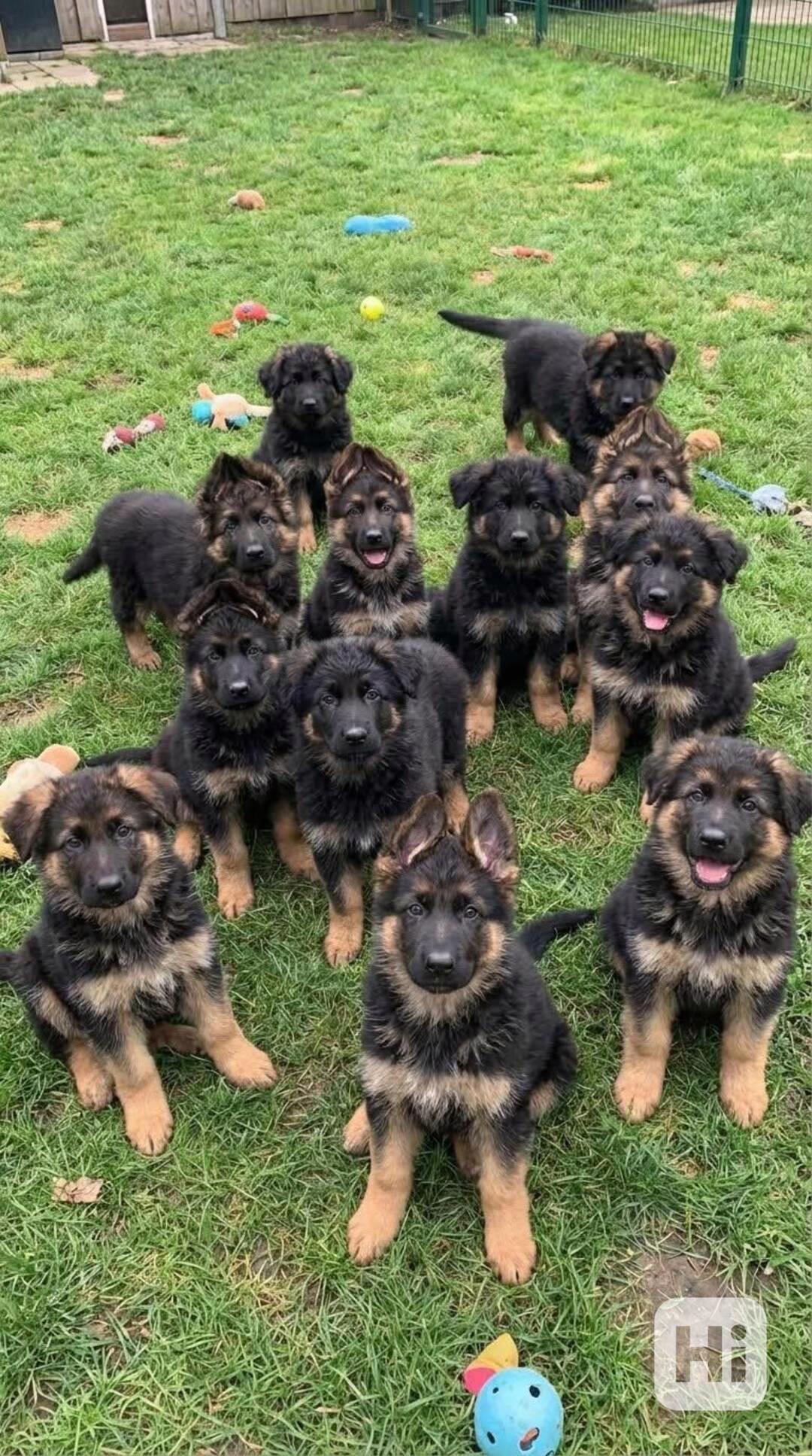 Rozkošná štěňata německého ovčáka (samec a samice) - foto 1