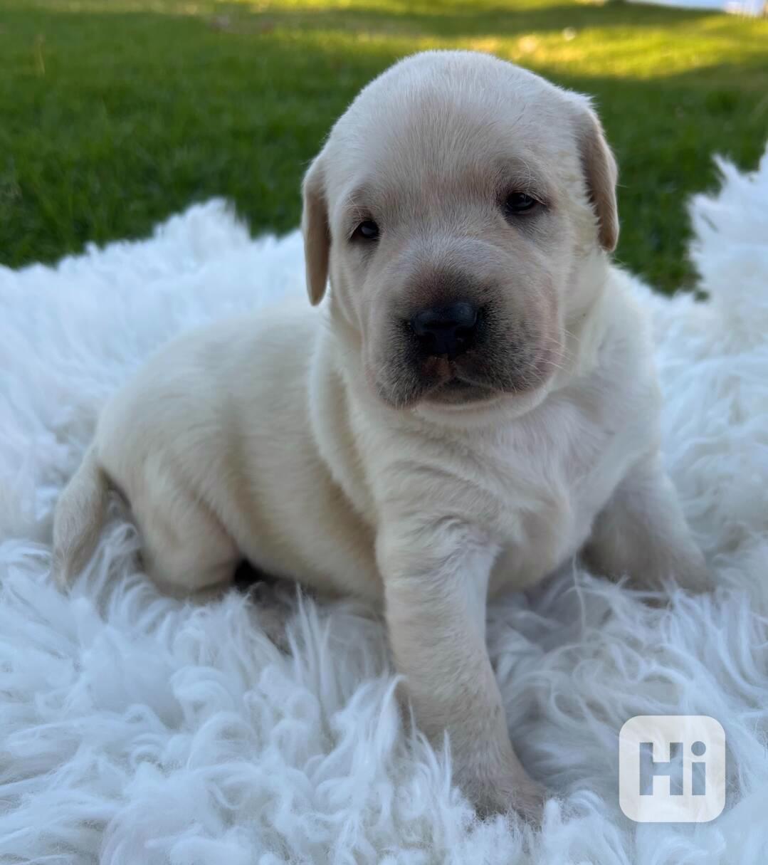 K dispozici labrador k prodeji - foto 1