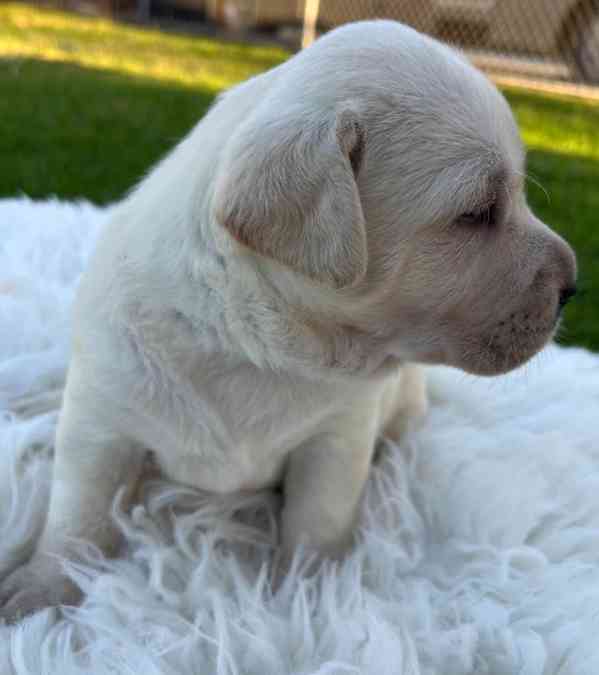 K dispozici labrador k prodeji - foto 4