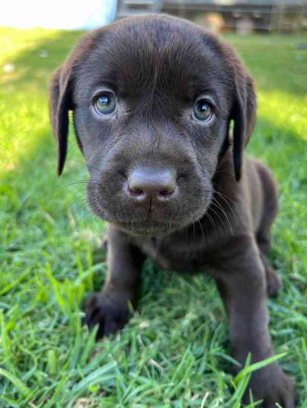 K dispozici labrador k prodeji - foto 3