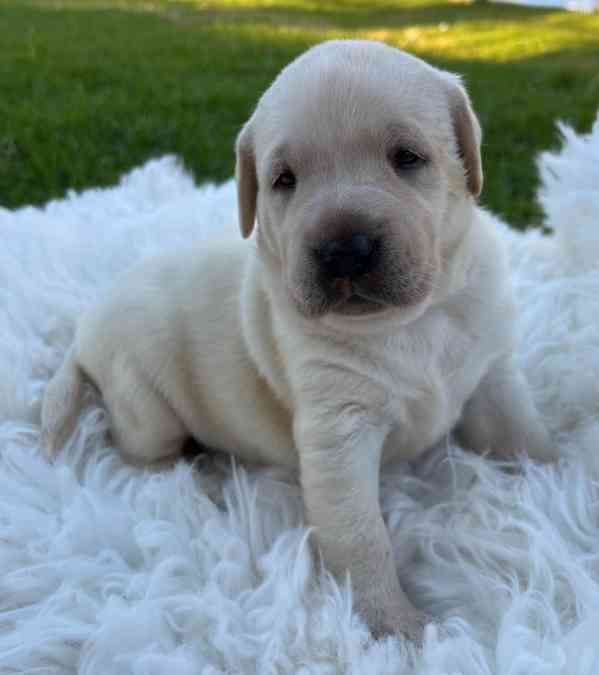 K dispozici labrador k prodeji - foto 1