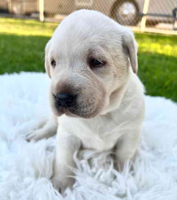 K dispozici labrador k prodeji - foto 5