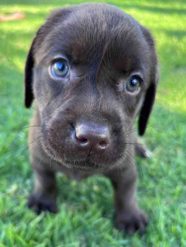 K dispozici labrador k prodeji - foto 2