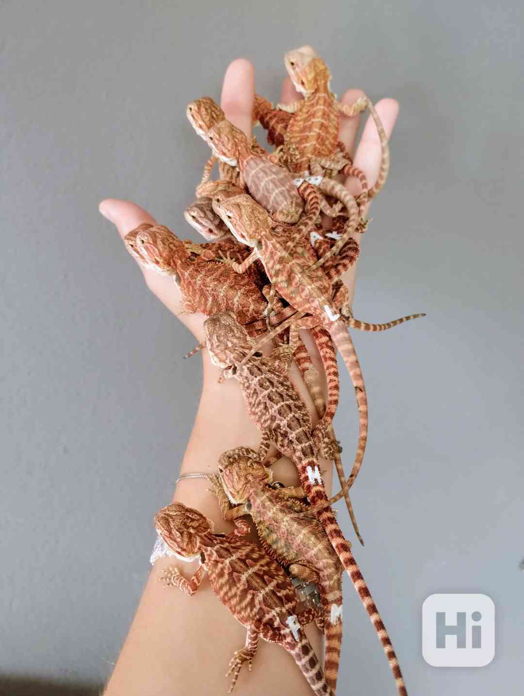 Agama vousatá  - foto 1
