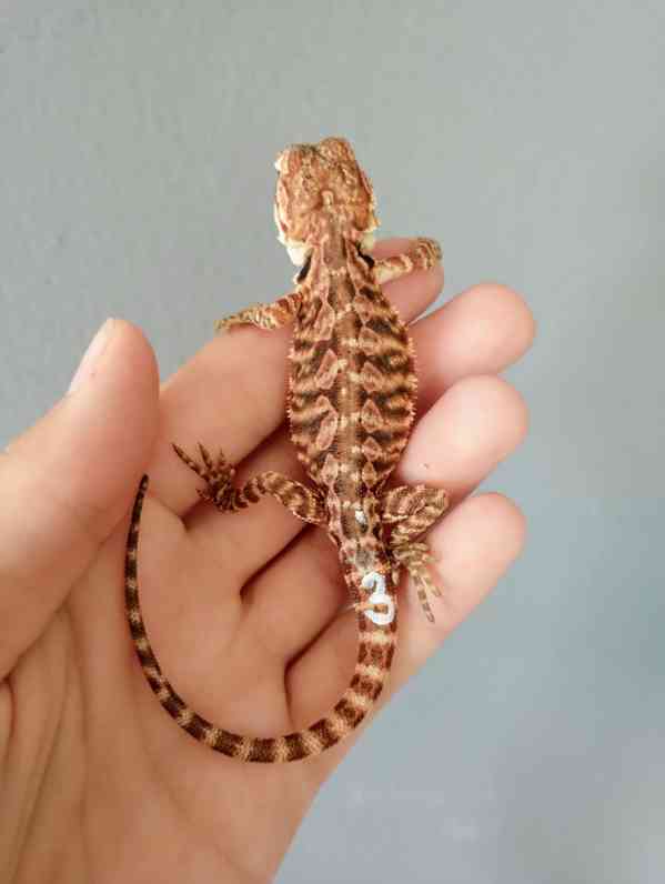 Agama vousatá  - foto 12