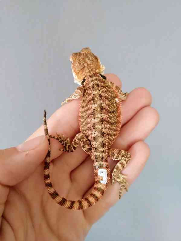 Agama vousatá  - foto 6