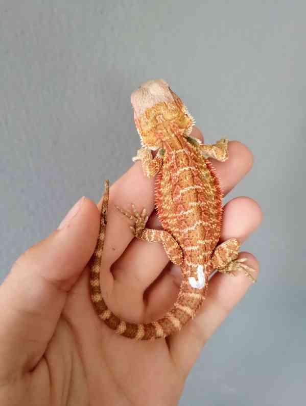 Agama vousatá  - foto 18