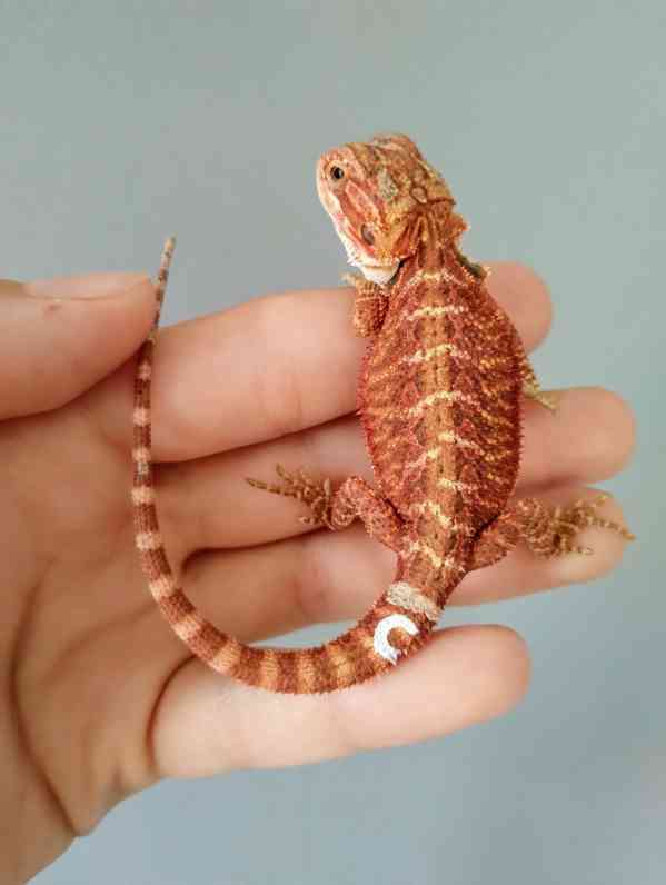 Agama vousatá  - foto 25