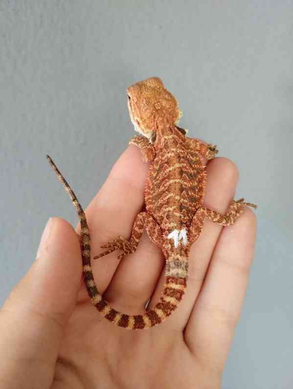 Agama vousatá  - foto 4