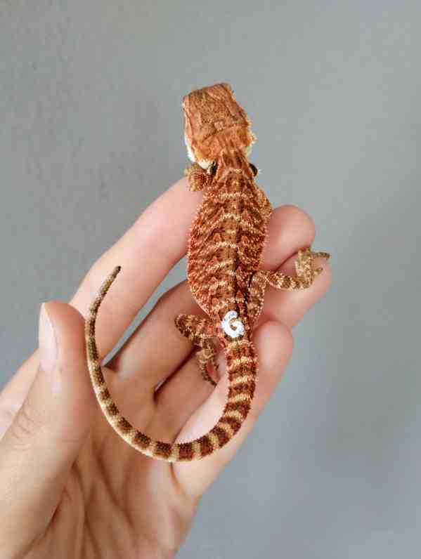 Agama vousatá  - foto 21