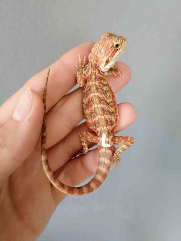 Agama vousatá  - foto 16