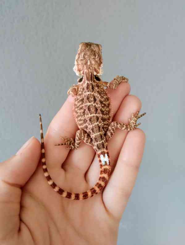 Agama vousatá  - foto 20