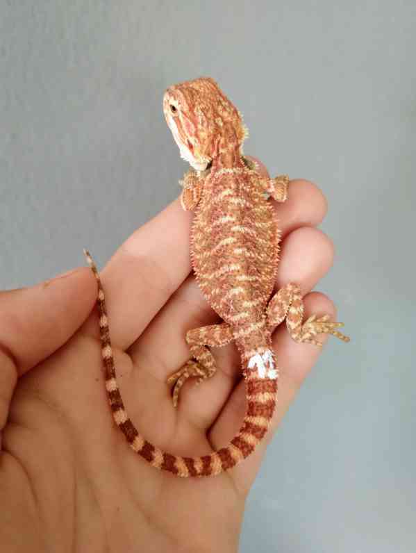 Agama vousatá  - foto 3