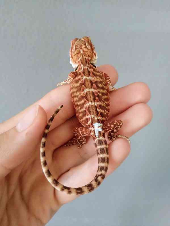 Agama vousatá  - foto 22