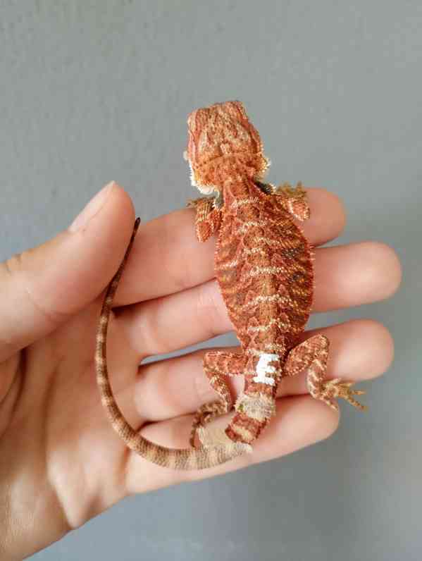 Agama vousatá  - foto 23