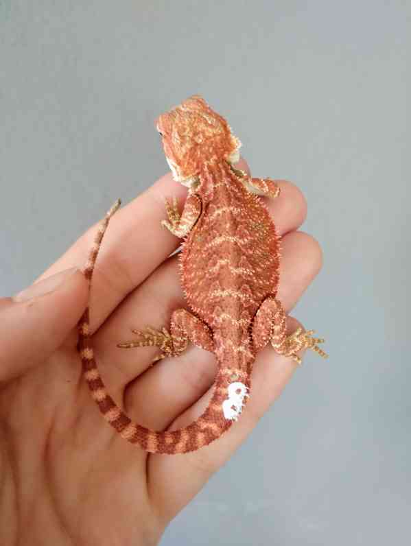 Agama vousatá  - foto 7