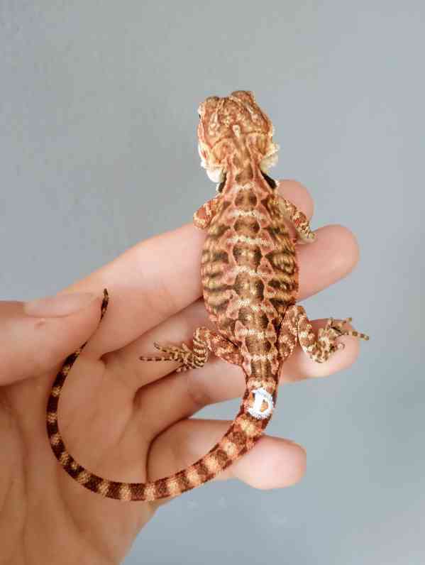 Agama vousatá  - foto 24