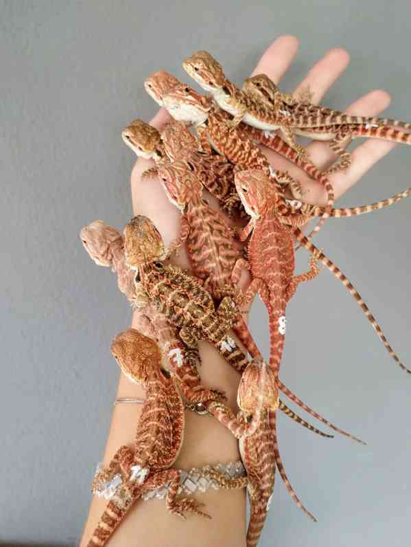 Agama vousatá  - foto 2
