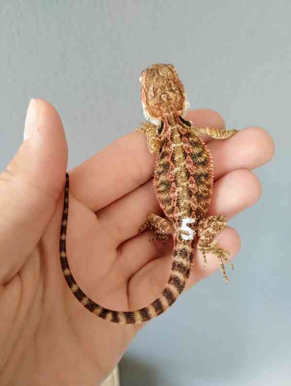 Agama vousatá  - foto 10